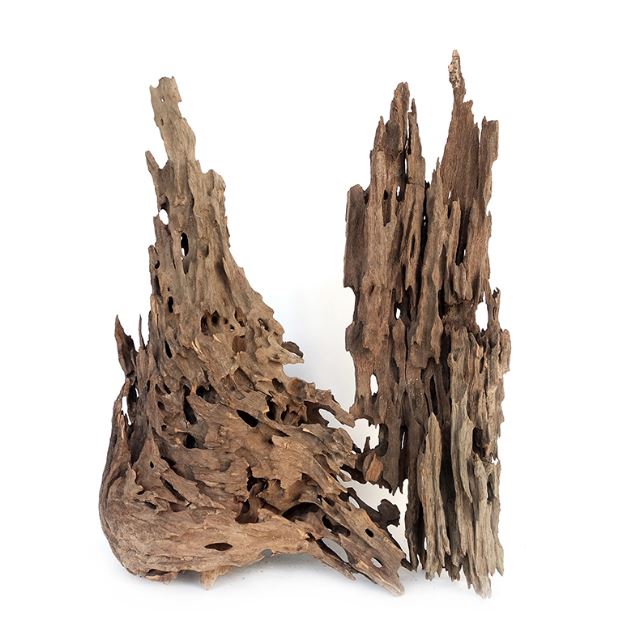 WYLD Dragon Wood