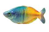 Boesemani Rainbowfish - photo 3