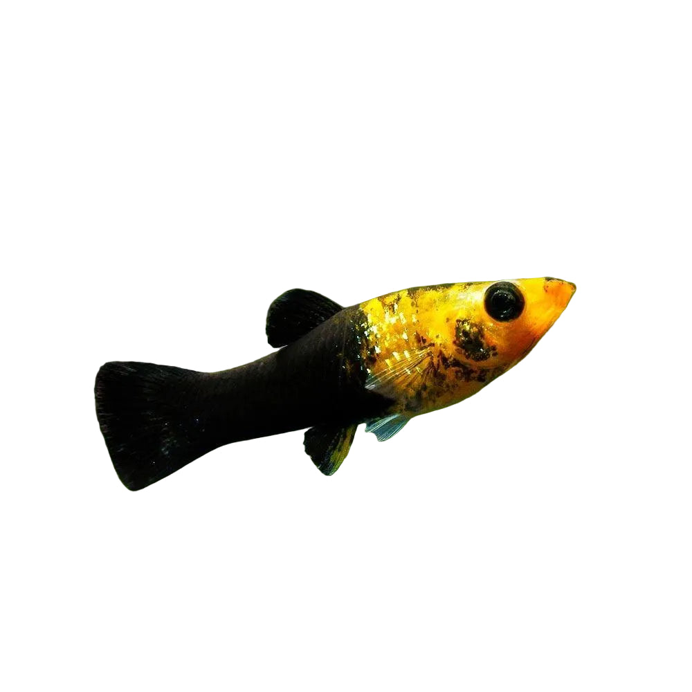 Black and gold molly - apex aquatic melbourne australia buy now