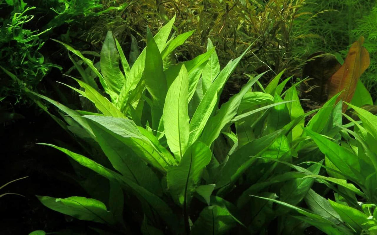 Hygrophila 'Stricta'