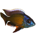 Redfin Kadango Cichlid - photo 2