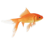 Comet Goldfish - photo 2