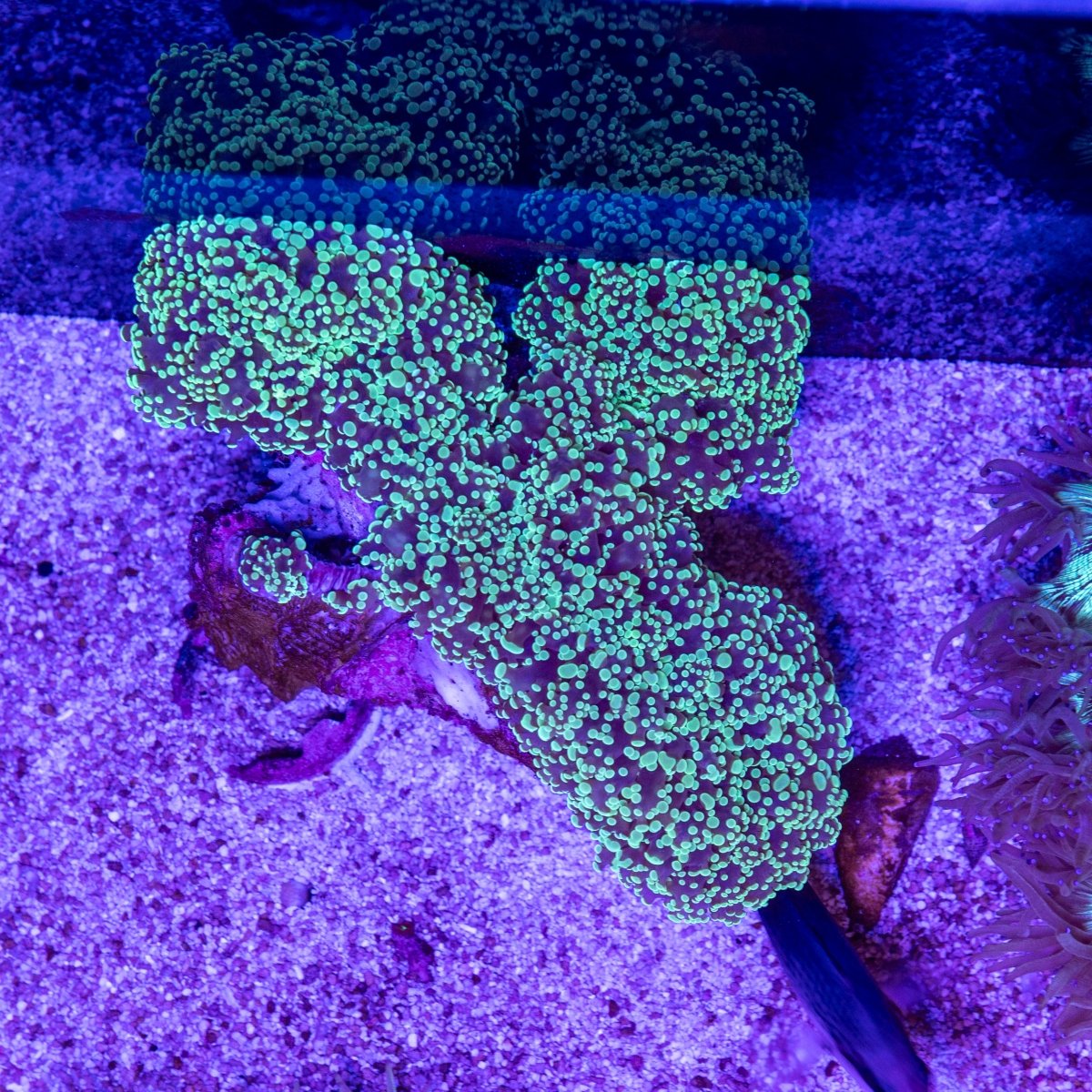 XL Frogspawn - Apex AquaticXL Frogspawn
