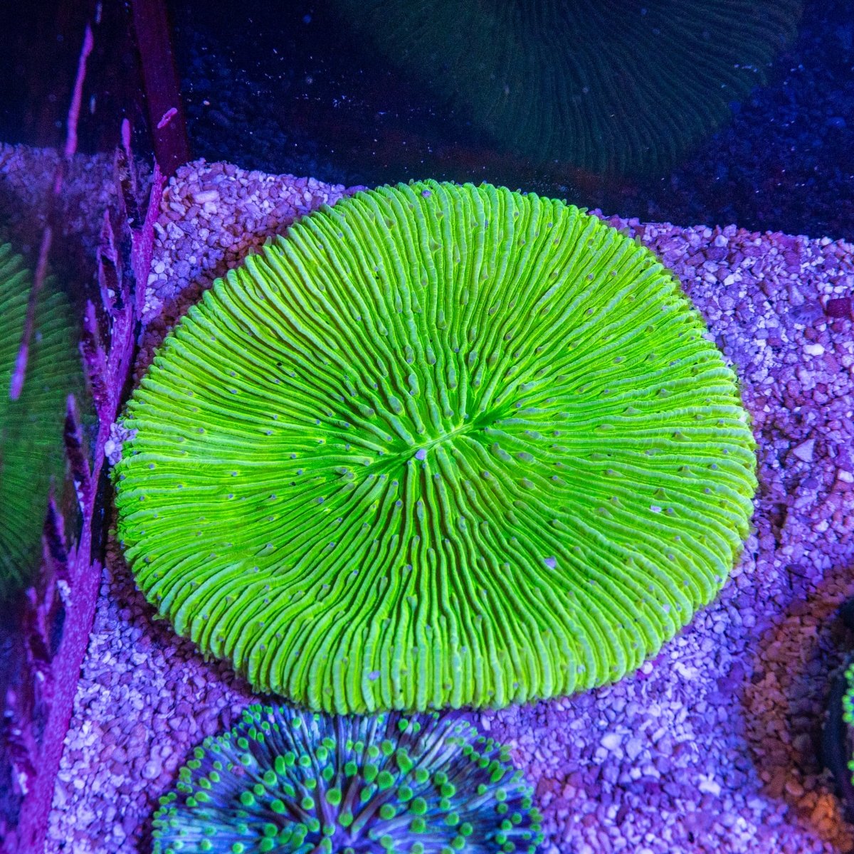 XL Fungia - Apex AquaticXL Fungia