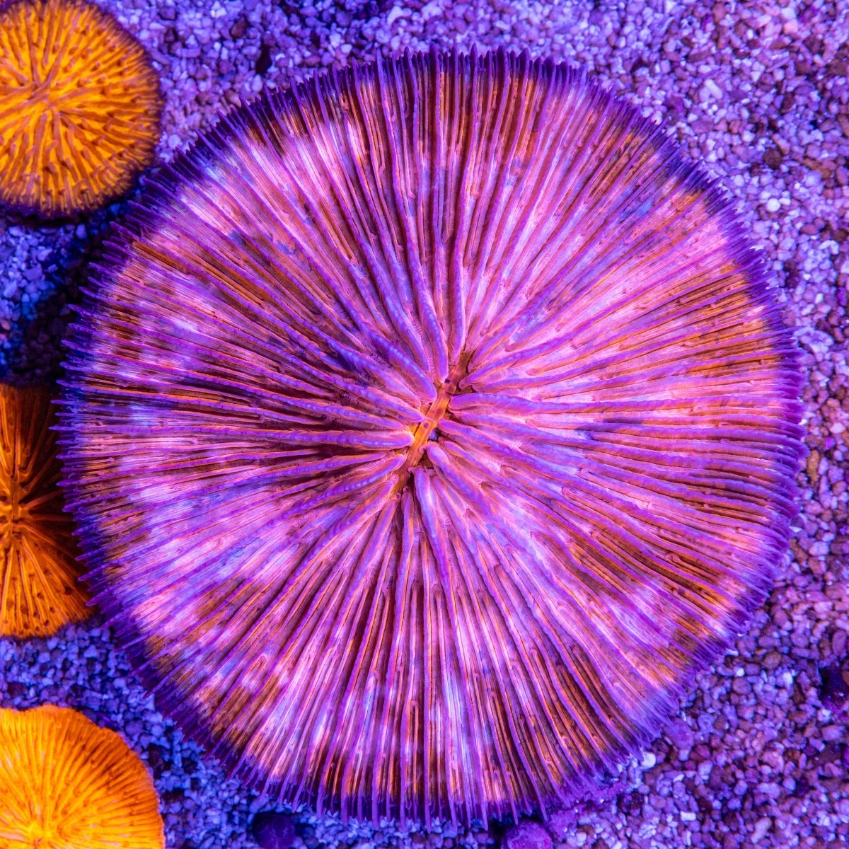 XXL Fungia - Apex AquaticXXL Fungia