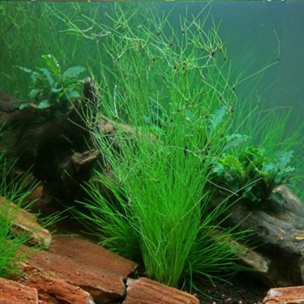 Umbrella Hairgrass