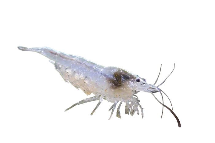 Snow Ball Shrimp