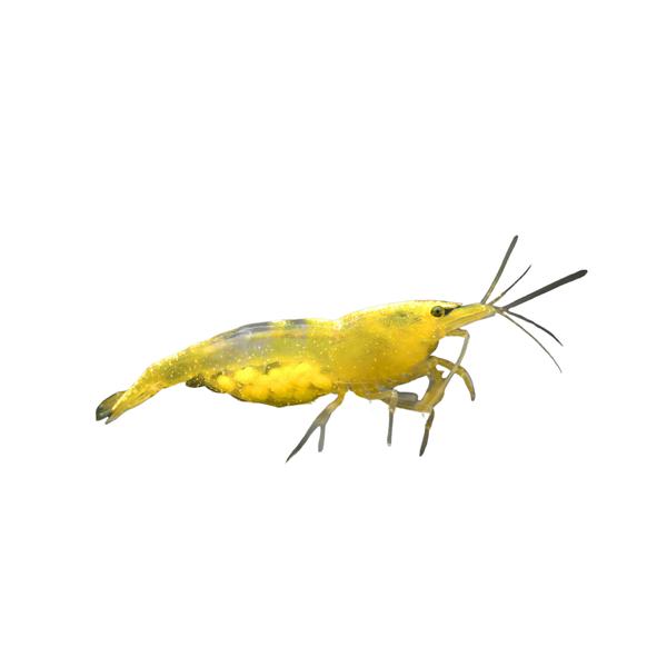 Yellow Cherry Shrimp