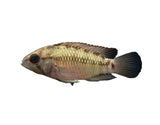 Apistogramma Hongsloi (Type 2) - photo 2