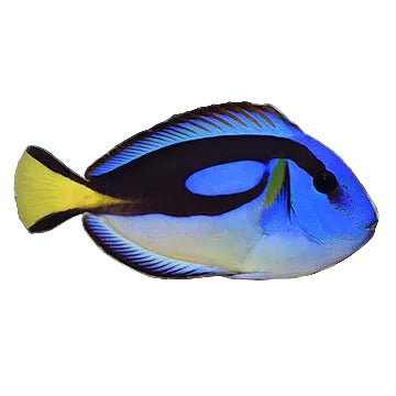 Yellow Belly Blue Tang - Apex AquaticYellow Belly Blue Tang