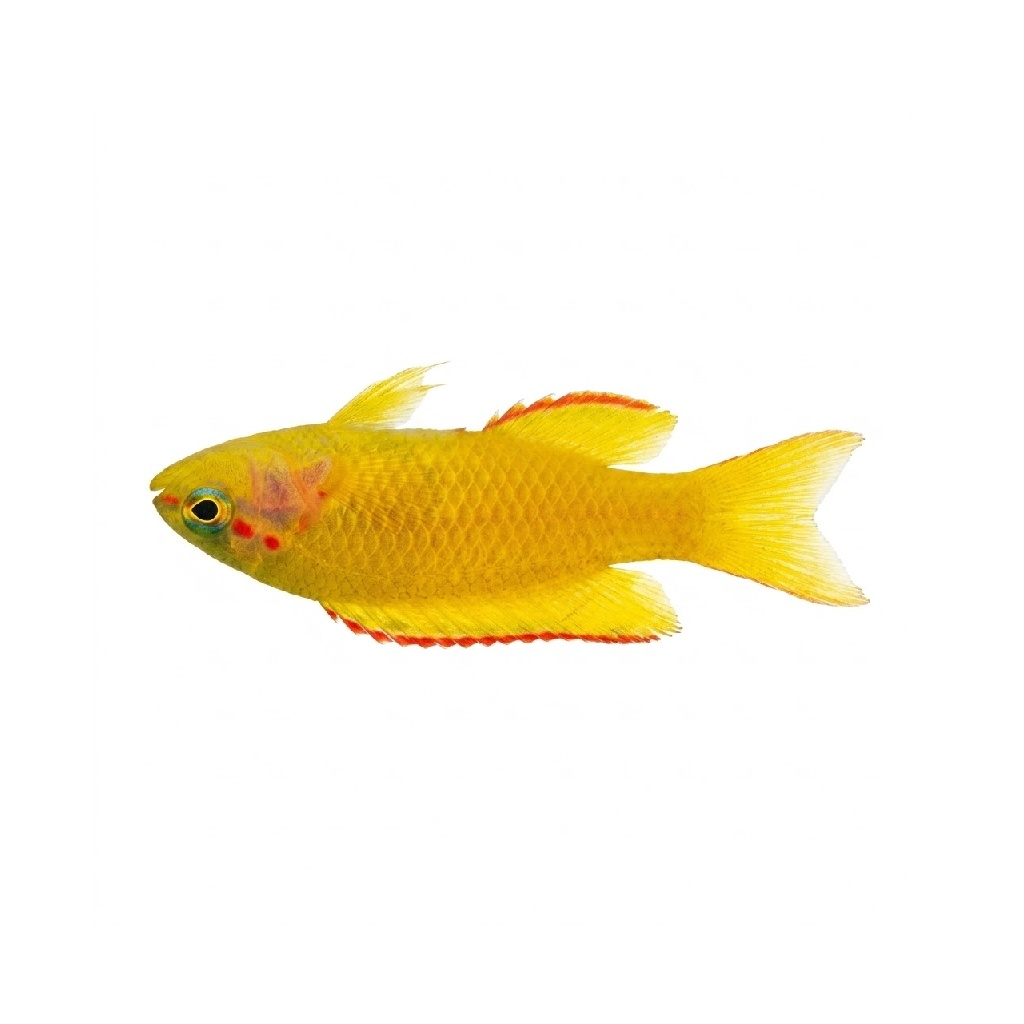 Yellow assessor