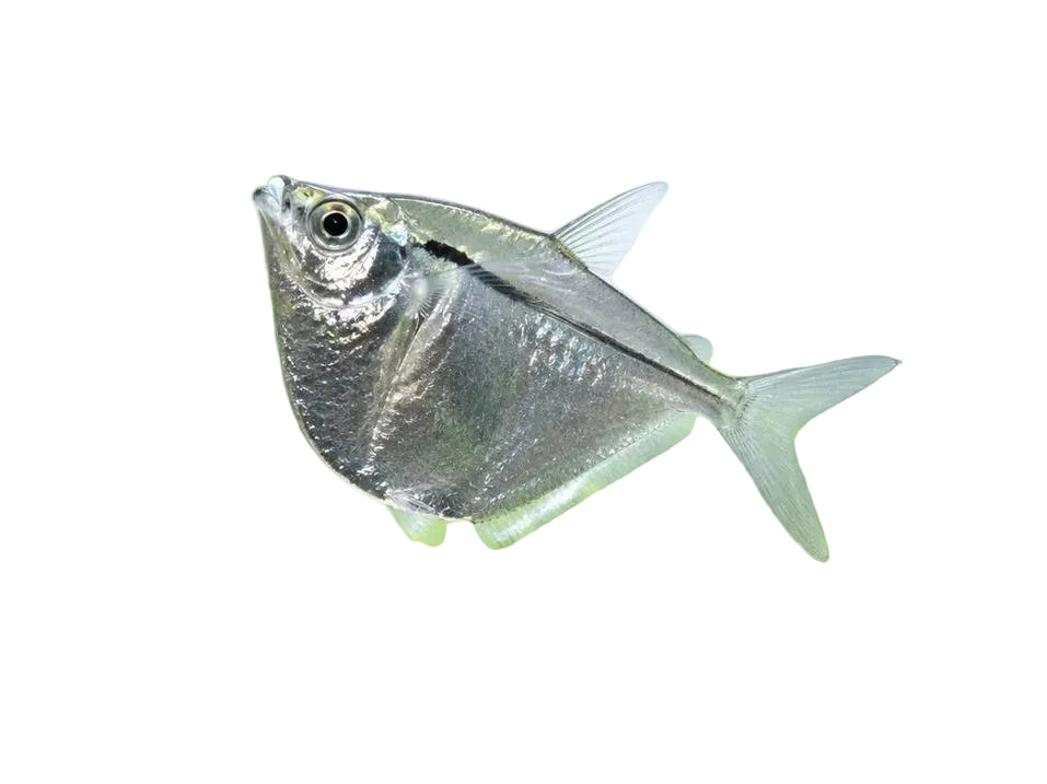 Silver Hatchet Fish