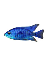 Electric Blue Cichlid - photo 1