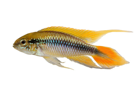 Apistogramma Agassizii (Pairs)