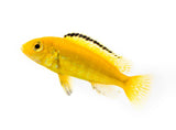 Electric Yellow Cichlid - photo 1