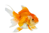 Oranda Goldfish - photo 5