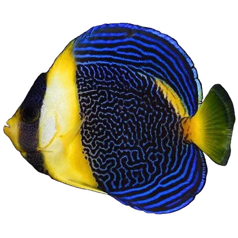 Scribbled Angelfish