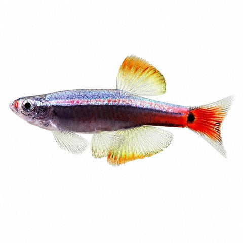 Longfin Whitecloud Minnow