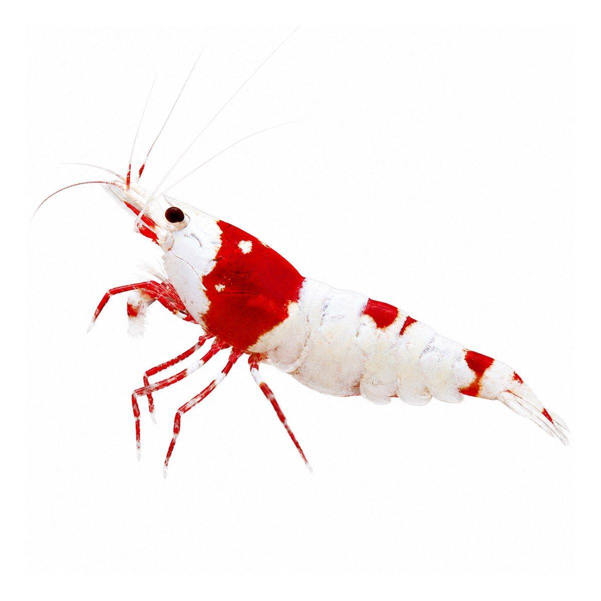 Crystal Red Shrimp
